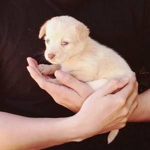 Meet your Posher, Joy